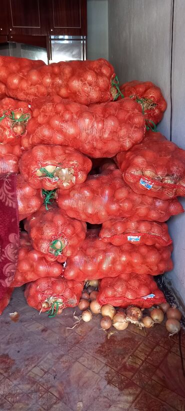 сувенирную лук in Кыргызстан | ОВОЩИ, ФРУКТЫ: Пияз лук оптом 7 тон срочно срочно