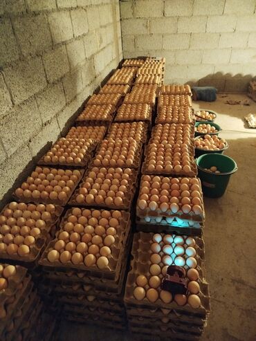 Сельхоз предприятия: Продаю Птицеферма, 10 соток, Действующий, С оборудованием, Электричество, Канализация, Отопление — 11