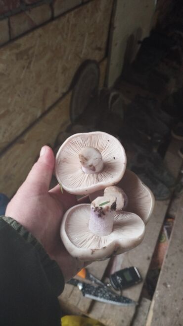 споры грибов: Грибы В розницу, Самовывоз