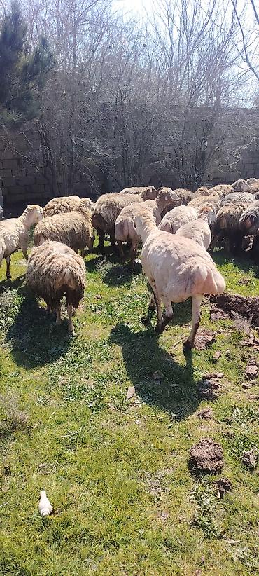 brama toyuqlari satisi: Qurbanliq ve toxumluq Qoclar ve quzular 40 kilodan 70 kiloya qeder her — 6