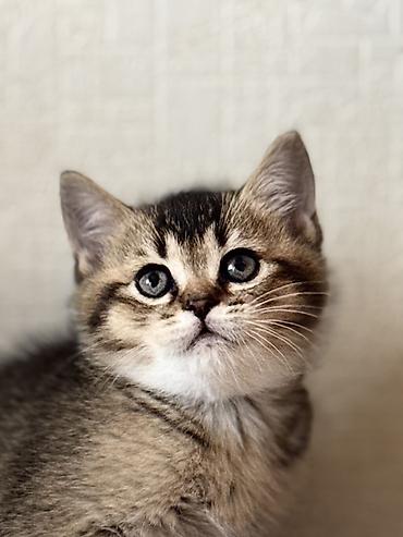 Pişiklər: British tipli pişik balaları - Cins: British Shorthair (şəkillərdə — 3