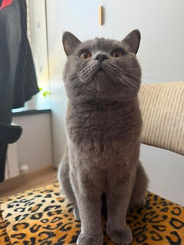 неделю: 🐾 Шотландские котята ищут любящих хозяев! 🐾 Малышам сейчас всего 2 — 3