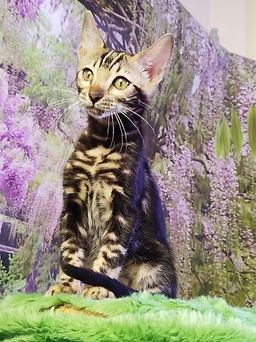 Продажа кошек: Бенгальская, 2 месяца, Мальчик, Черный, Приучена к лотку, Проглистована, С документами — 16