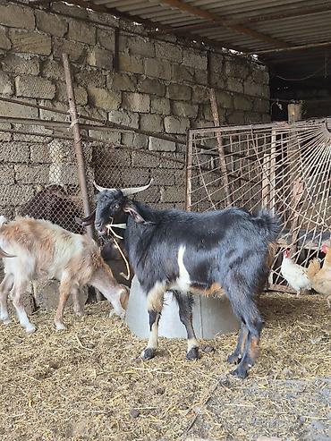 balali keci: Salam super erkekdi partdama kökdü həm damazlıq həmdə kəskiyə real — 3