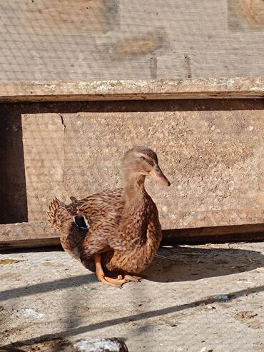 Ördəklər: 2 eded 6 ayliq yaxshi beslenmish ruan ordek(erkek dishi)cutu 125azn 5 -da lalafo.az — 13 Ördəklər: 2 eded 6 ayliq yaxshi beslenmish ruan ordek(erkek dishi)cutu 125azn 5 — 13