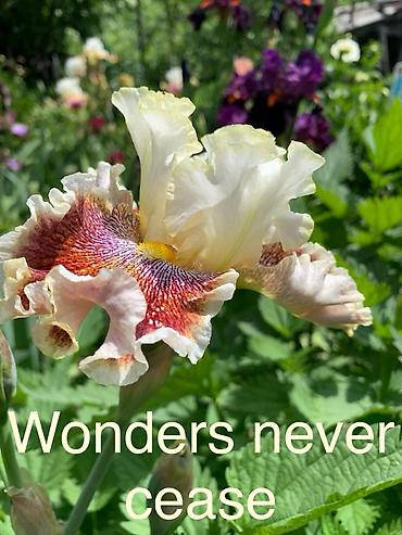 Другие садовые цветы и кустарники: Сортовые ирисы.
От 350 до 500 сом — 9