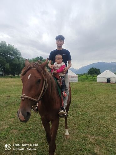 Туристические услуги: Конный Туризм Прокат лошадей обучения верховой езде организация — 6