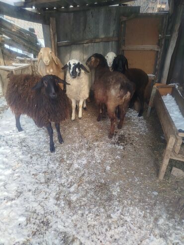 Баран, овца: Продаю | Ягненок | Полукровка | Для разведения | Матка — 10