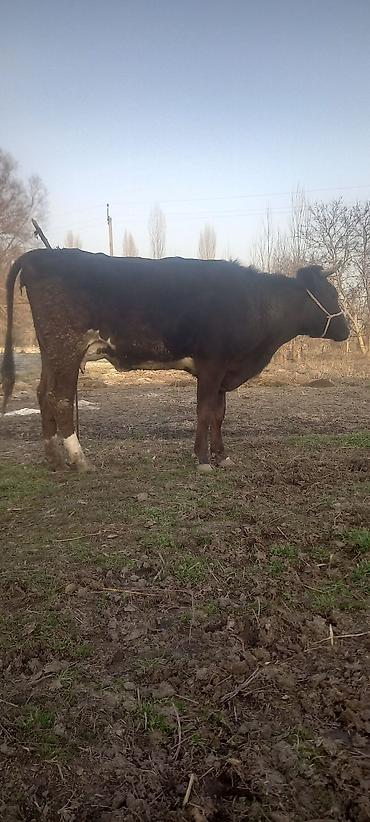 Коровы, быки: Продаю | Тёлка, Музоо, торпок | Алатауская — 2