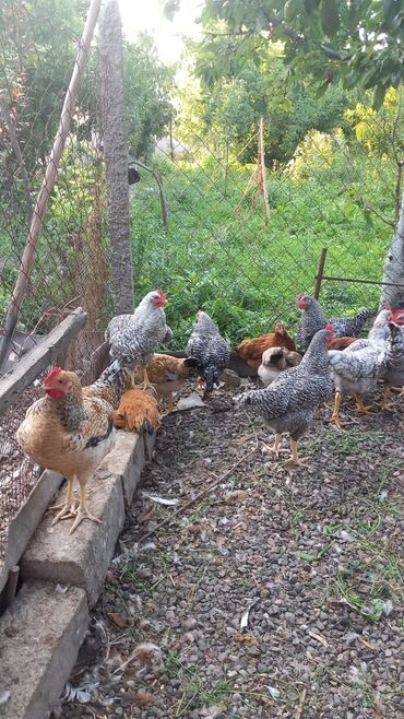 cuceye verilen adlar: Toyuq, Damazlıq, Ödənişli çatdırılma lalafo.az -da cuceye verilen adlar: Toyuq, Damazlıq, Ödənişli çatdırılma