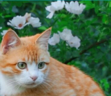 сибирский кот цена: Персик. Искупан, проглистован. Очень прикольный кот, принесет счастья