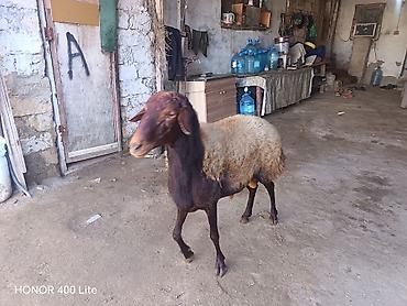 Рогатый скот: Əsil damAzdiq heyvandır sadəcə pul lazımdır deyə satıram heyvan — 3