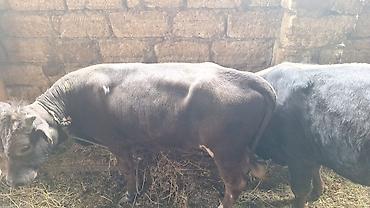 balaca dana: Saxlanmali mallardi ancaq cacap 0505314161 — 3