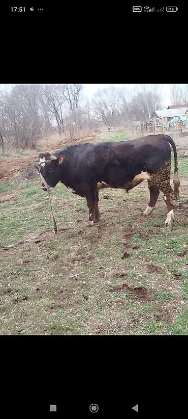 Коровы, быки: Продаю | Бык (самец) | Для разведения | Племенные — 10