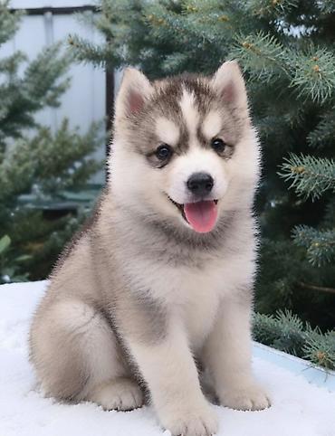 Хаски, 1 месяц, Самец