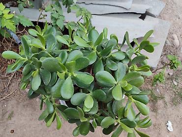 Денежное дерево: Толстянка — ваше живое денежное дерево! Прикоснитесь к природе и — 4