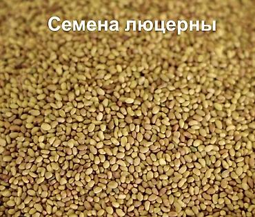 масло софлор: Куплю семена люцерны, беде урук алабыз — 1