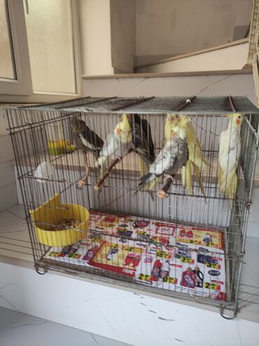 Tutuquşları: Qəfəs quslar — 16