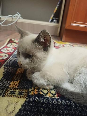 нужна кошка: Отдадим в хорошие руки 🤝 Котёнок активный и любопытный малыш. есть — 2