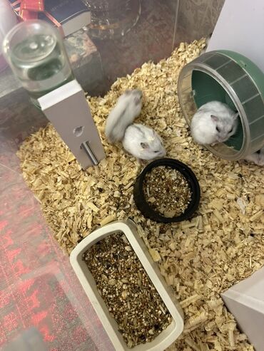 Gəmiricilər: Cücə hamsterlər və tam aksesuar dəsti Джунгарик здоровые и активные