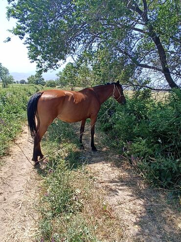 Лошади, кони: Продаю | Кобыла (самка) | Английская | Конный спорт | Племенные — 7