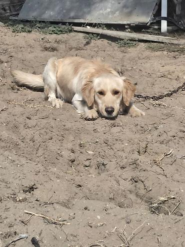 golden retriever golden: Retriever — 5