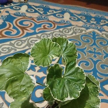 Герани и пеларгонии: Сортовой герандар сатылат. Баасы келишим турдо 300 сомдон жогору. - — 8