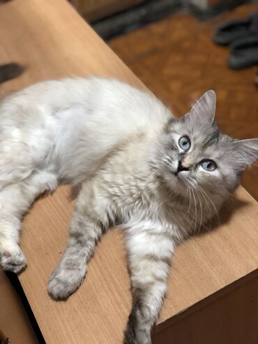 Отдам даром кошку: Кошка даром: Абиссинская, 1 год, Девочка, Кастрирована, Приучена к лотку, Проглистована