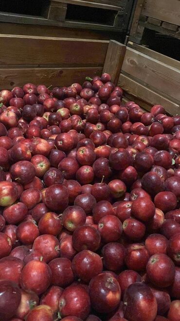 Яблоки: Яблоки — 14