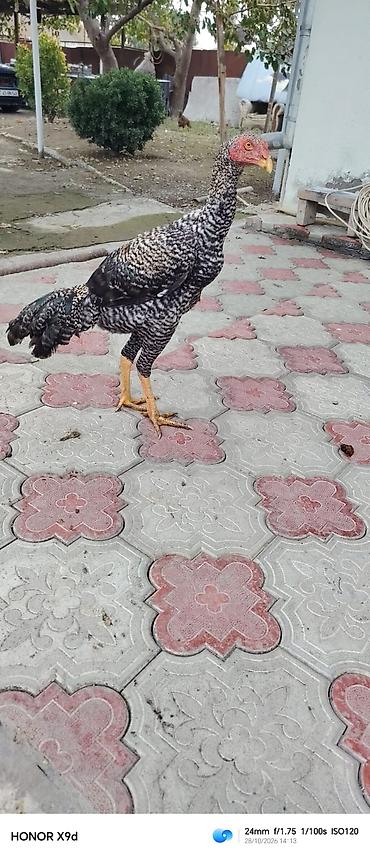 tutuquşu show jumbo: Pleymut bece satılır 6 ayına keçib hundur vıdlı becedı tam saglamdı — 2