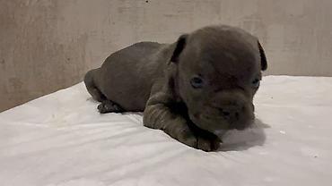 İtlər: Amerikan buldoqu, 1 ay, Peyvəndli, Ödənişli çatdırılma — 18