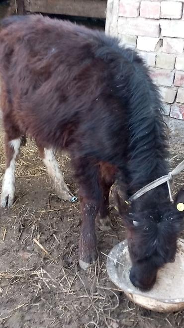 Коровы, быки: Продаю | Тёлка — 7