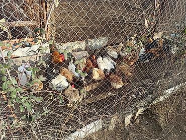 Yumurta: Kənd yumurtasi satilir. Unvan Novxani.Əsil təbi dərmansiz kənd — 4