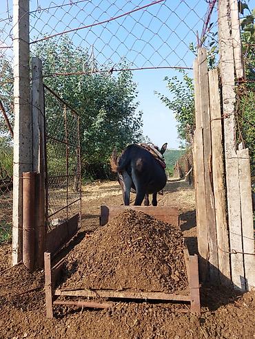 Heyvan nurandadı boğazdı sürü eşşəyidi qoyunnan gəzir Eşşək – işlək lalafo.az -da Heyvan nurandadı boğazdı sürü eşşəyidi qoyunnan gəzir Eşşək – işlək