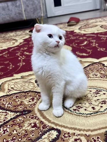 bengal pisik: Şotland yastı qulaq, Dişi — 1