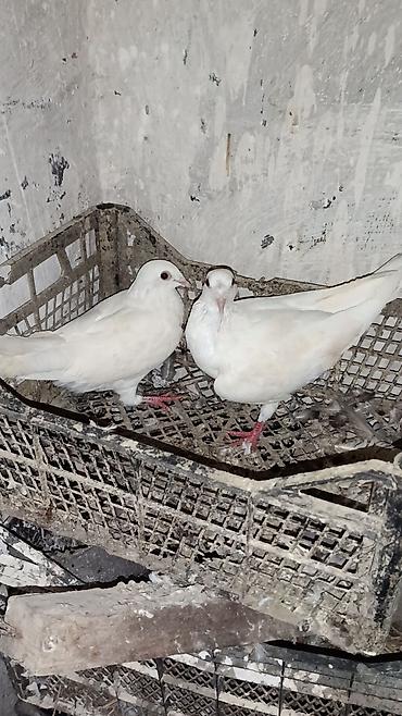 Göyərçinlər: Sabah. 12 dənə drakonlardı 5cüt 2ədəddə cüt olmayan 1ağ. 1 göy — 16