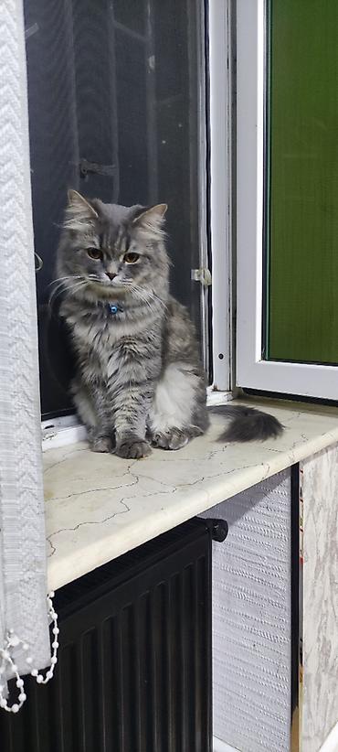 Кошки: Сибирская, Самец, В добрые руки, Бесплатная доставка — 1