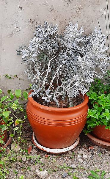 meşə balı: Agave americana ‘Variegata’ – böyük saksıda dekorativ sukkulent - — 5