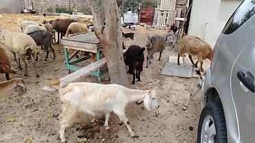 Mal-qara: Qoyun-keçi sürüsü Məhsul təsviri: - Qarışıq sürü: qoyun və keçilər — 3