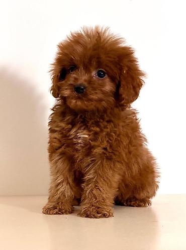 Psi: Cavapoo-Kavapu (cavalier king charles spaniel + pudla) Cavapoo, u — 1