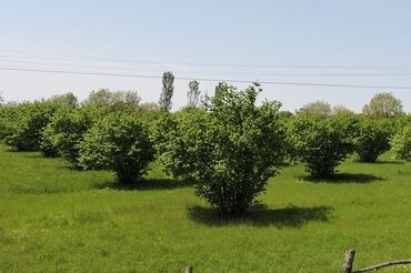 lenkeran torpaq sahesi: 100 sot, Biznes üçün, Mülkiyyətçi, Kupça (Çıxarış)