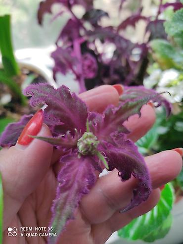 Другой декор и предметы интерьера: Распродажа остатков, комнатные растения по 100 сом. дорогие цветы тоже at lalafo.kg — 6 Другой декор и предметы интерьера: Распродажа остатков, комнатные растения по 100 сом. дорогие цветы тоже — 6