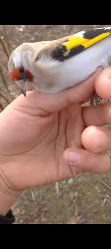 Птицы: Щеглы + комплект клеток - Порода: щегол (Carduelis carduelis) —