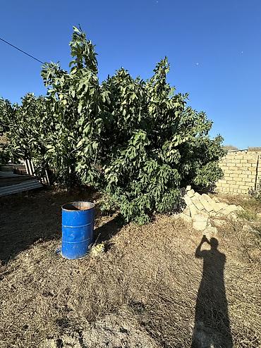 qəbələ torpaq: 4 sot, Tikinti, Maklerlər narahat etməsin, Kupça (Çıxarış) — 5