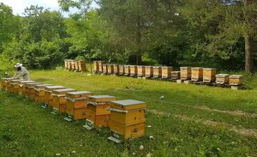 bmw 8 серия 850ci mt: Ari ailəsi satılır arı ailəsi ana arıları 2024 cinsi karnika, bakfast