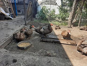 Digər quşlar: Salam 3 diçi bir ekek təmiz sort ördəklərdi — 6