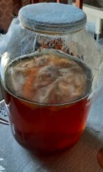 продам домашние заготовки: Чайный гриб (SCOBY) для домашнего кваса/комбучи - Живой симбиоз
