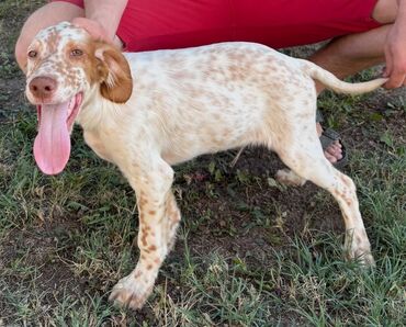 Psi: Na prodaju stenci engleskog setera. Stenci su iz vrhunskog legla na lalafo.rs — 12 Psi: Na prodaju stenci engleskog setera. Stenci su iz vrhunskog legla — 12