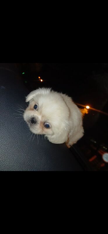 coban iti balasi satisi: Pekines, 2 ay, Erkek, Peyvəndli, Ünvandan götürmə, Pulsuz çatdırılma
