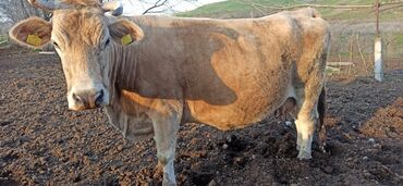 продажа коров: Продаю | Корова (самка) | Алатауская | Для разведения, Для молока